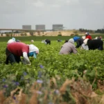 Undocumented Immigrant Workers and Their Legal Rights on the Job