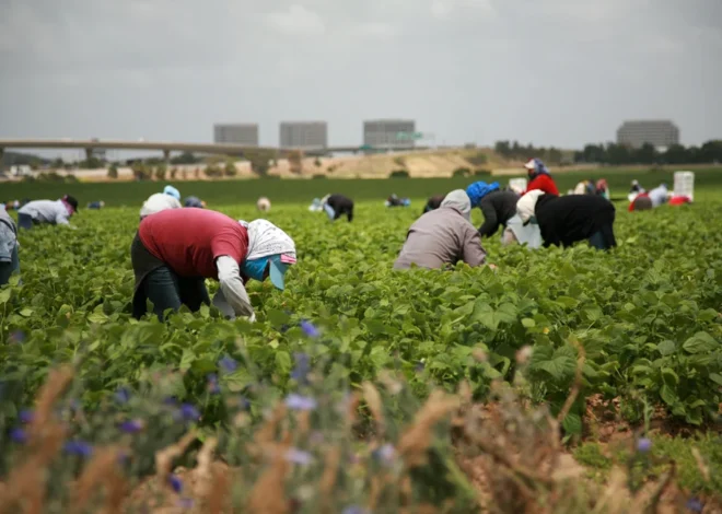Undocumented Immigrant Workers and Their Legal Rights on the Job