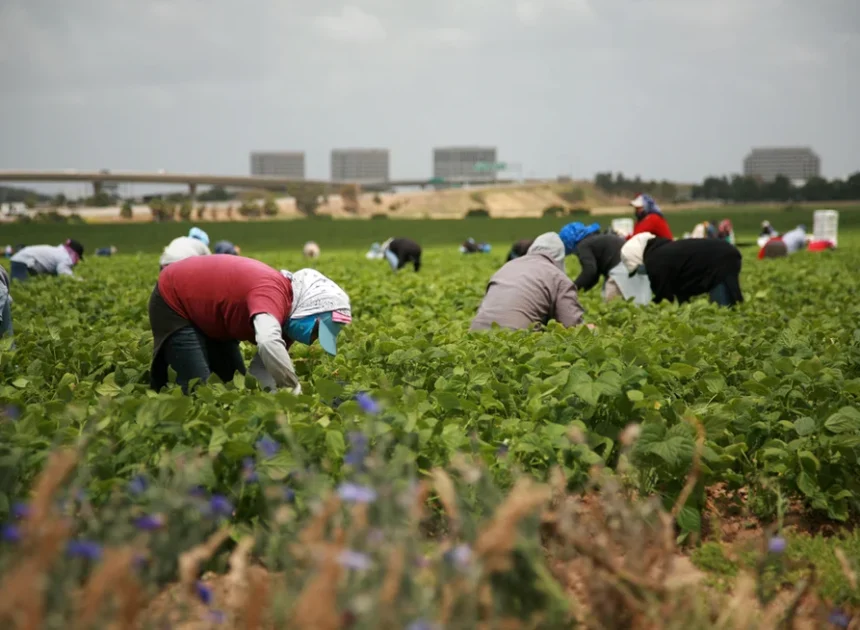 Undocumented Immigrant Workers and Their Legal Rights on the Job