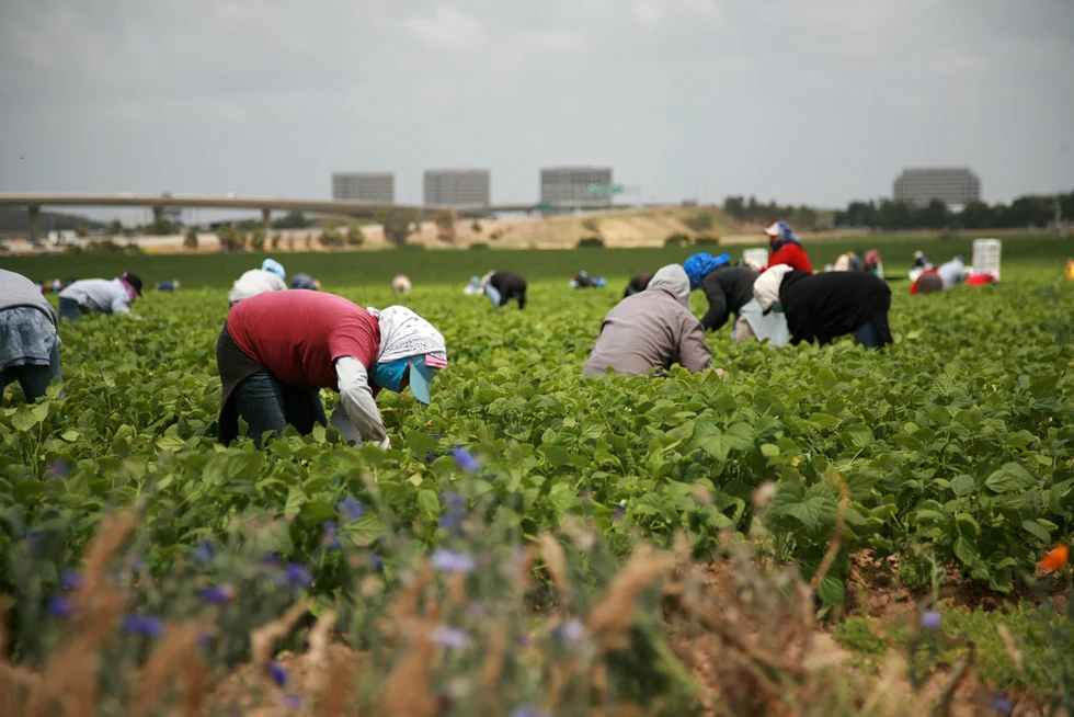 Undocumented Immigrant Workers and Their Legal Rights on the Job